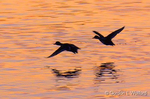 Ducks In Flight Silhouettes_08740.jpg - Photographed at sunrise along the Rideau Canal Waterway near Smiths Falls, Ontario, Canada.
